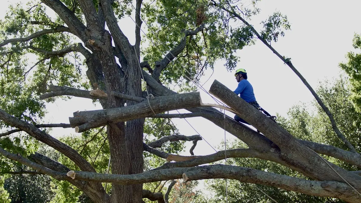 Professional Crown Thinning performed by certified arborists in Frohna