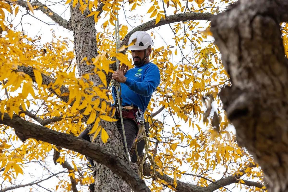 Skilled Tree Trimming crew working in Frohna